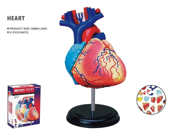 Robetoy Human Anatomy - Heart (10 cm) (26052) in the group TOYS, KIDS & BABY PRODUCTS / Toys / Toys at TP E-commerce Nordic AB (C91624)