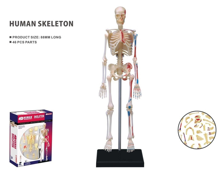 Robetoy Human Anatomy - Skeleton (19 cm) (26059) in the group TOYS, KIDS & BABY PRODUCTS / Toys / Toys at TP E-commerce Nordic AB (C91625)