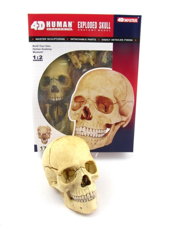 Robetoy Human Anatomy - Skull (16 cm) (26060) in the group TOYS, KIDS & BABY PRODUCTS / Toys / Toys at TP E-commerce Nordic AB (C91626)