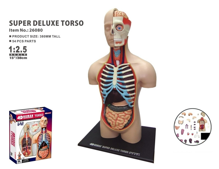 Robetoy Human Anatomy - Torso Duluxe (40 cm) (26062) in the group TOYS, KIDS & BABY PRODUCTS / Toys / Toys at TP E-commerce Nordic AB (C91627)