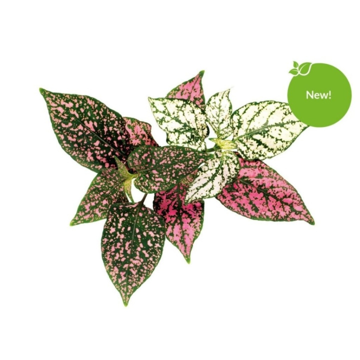 Click & Grow Smart Garden Refill 3-pack - Polka Dot Plant (SGR48X3) in the group Sport, leisure & Hobby / Fun stuff / Smart home at TP E-commerce Nordic AB (C93816)