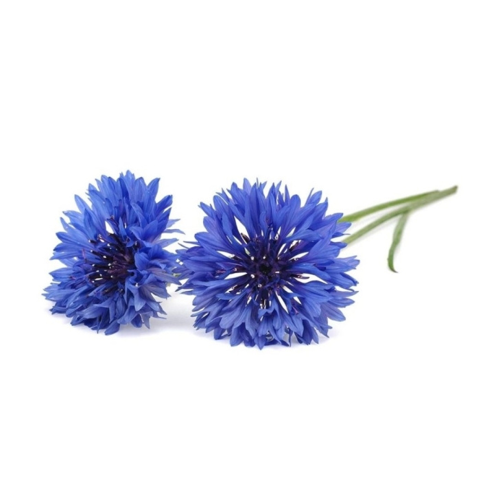 Click & Grow Smart Garden Refill 3-pack Cornflower in the group Sport, leisure & Hobby / Fun stuff / Smart home at TP E-commerce Nordic AB (C94082)