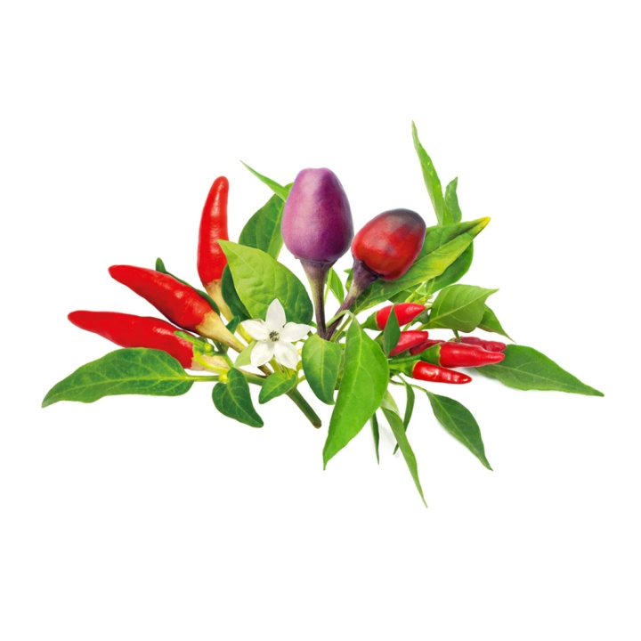 Click & Grow Smart Garden Refill 9-pack Chili Pepper Mix in the group Sport, leisure & Hobby / Fun stuff / Smart home at TP E-commerce Nordic AB (C94091)