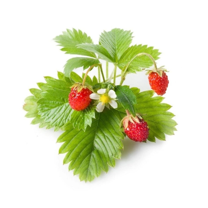 Click & Grow Smart Garden Refill 3-pack - Wild Strawberry (SGR24X3) in the group Sport, leisure & Hobby / Fun stuff / Smart home at TP E-commerce Nordic AB (C94569)