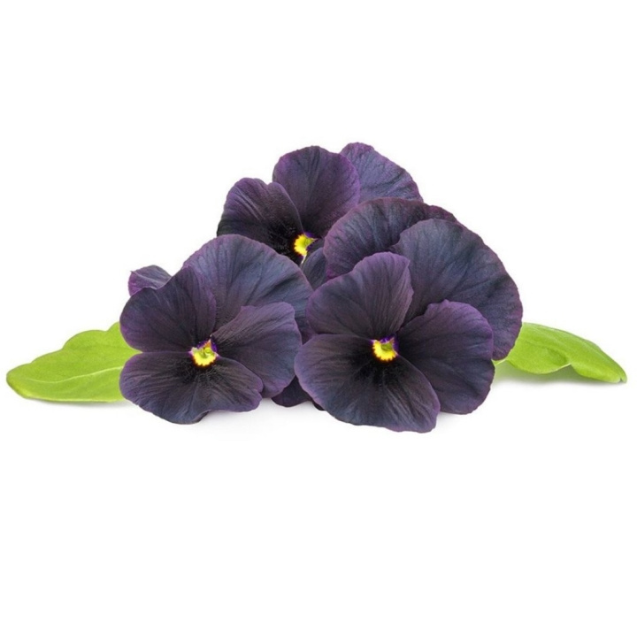 Click & Grow Smart Garden Refill 3-pack Black Pansy in the group Sport, leisure & Hobby / Fun stuff / Smart home at TP E-commerce Nordic AB (D08807)